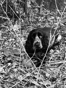 Leadership Lessons from the Animals in Our Life Leadership Lessons from the Animals in Our Life