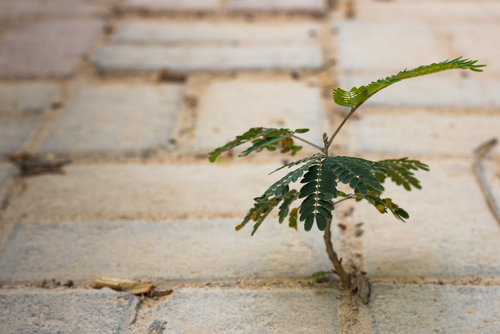 Resilience-Weed-1